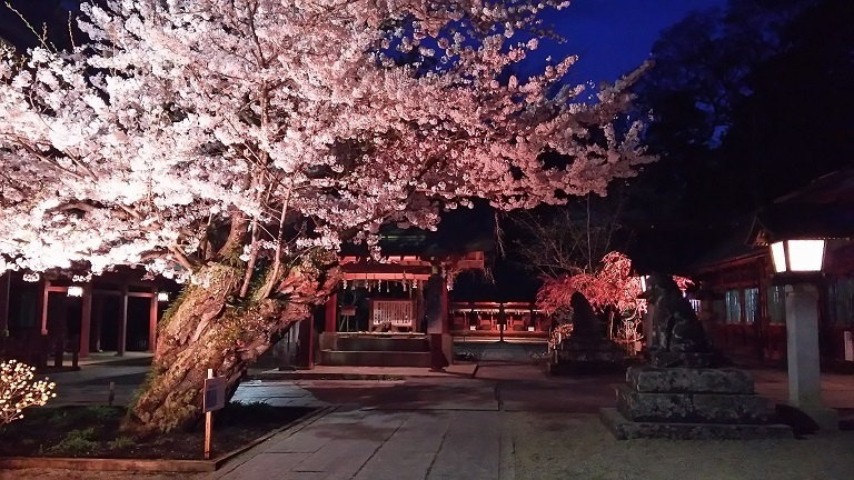 夜桜が見事 塩釜神社 Greed